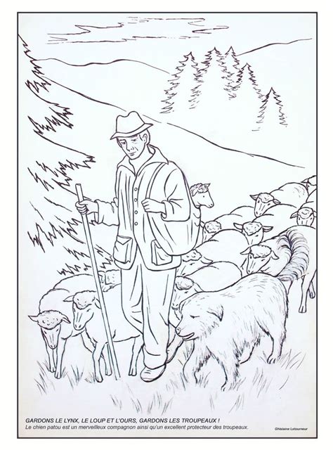 Coloriage berger éleveur moutons et chien patou gardien des troupeaux