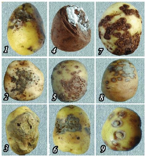 Potato Disease Identification 1 Late Blight 2 Skin Spot 3 Download Scientific Diagram