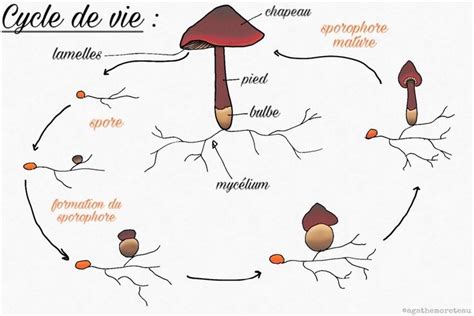 Le cycle de vie des champignons basidiomycètes Biologie Cie Cycle