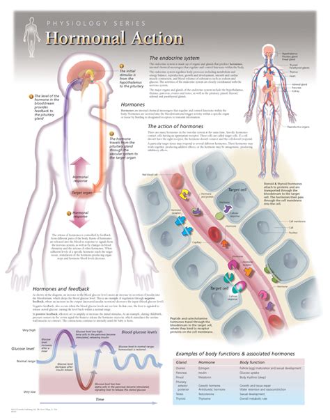 Endocrine System Wall Chart Human Endocrine System #14 Poster By