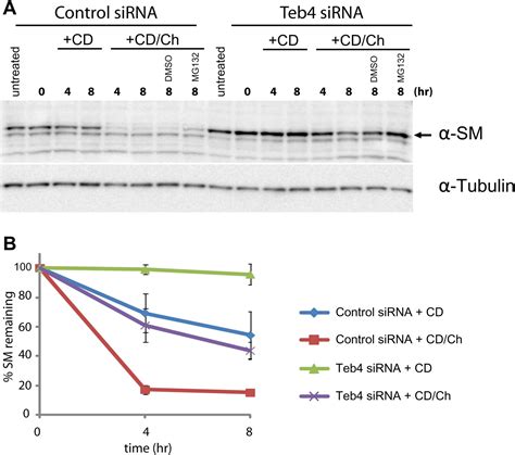 Figures And Data In Sterol Homeostasis Requires Regulated Degradation