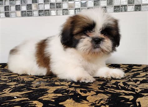 Chiot Shih Tzu Chiot Du Chateau D O Riant