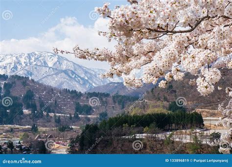 Aerial View of Shirakawa-go Village with Full Bloom Cherry Blossom ...