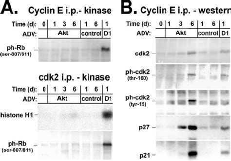 Akt Promotes Formation Of Cyclin E Cdk2 Complexes That Are Inactivated Download Scientific