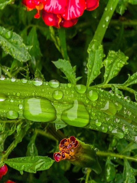 Premium Photo A Red Flower With Water Drops On It And A Red Flower In