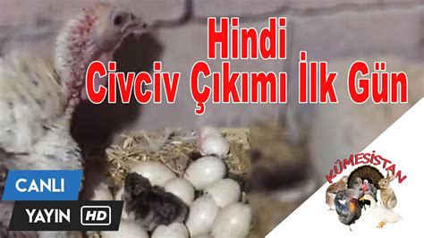 Gurk Hindi Civciv K M Kay P Hindi Civci Lmeden Kurtard M