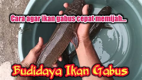 Cara Agar Ikan Gabus Cepat Memijah Budidaya Ikan Gabus Youtube