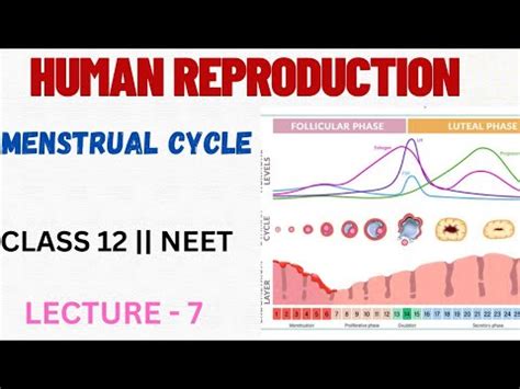 MENSTRUAL CYCLE HUMAN REPRODUCTION Class 12th NEET LetmeteachBio