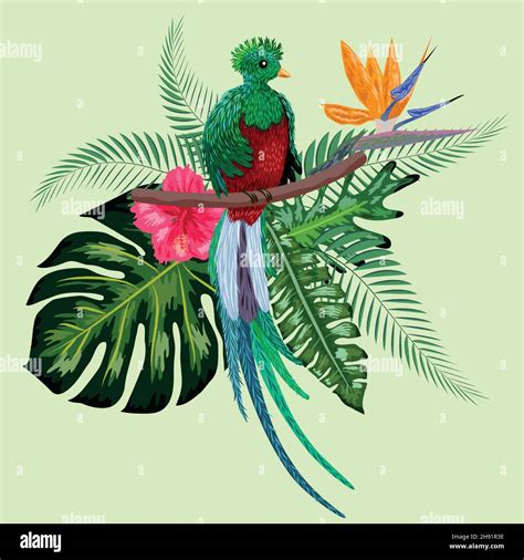 Quetzal Sitting On A Branch Quetzal Illustration Hand Drawn Quetzal