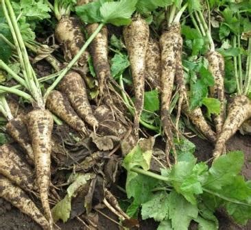 Белый корень пастернак