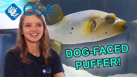 The Adorable Dog Faced Puffer Youtube