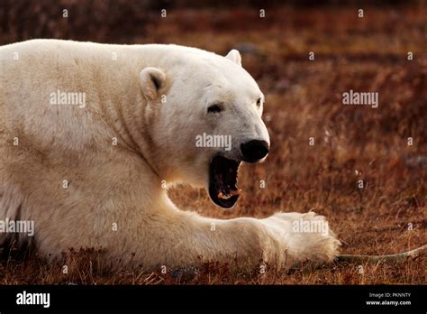 Polar Bear Grass Hi Res Stock Photography And Images Alamy