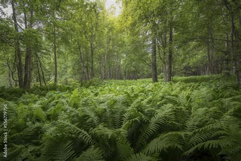 Beautiful Deciduous Forest With Ferns Covering The Forest Floor Alaska