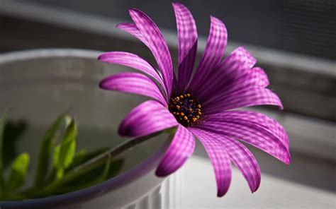 HD Flower Wallpaper Free: Purple Flowers Wallpaper