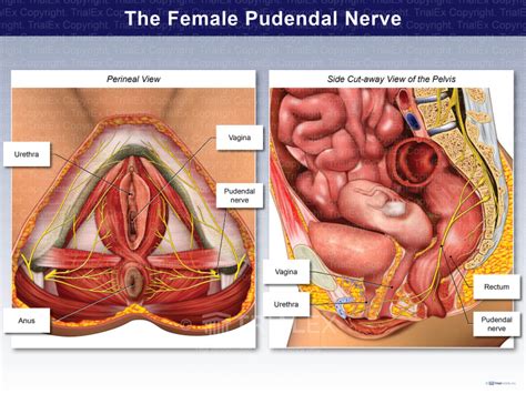 Perineal And Side Views Of The Female Pudendal Nerve Trial Exhi