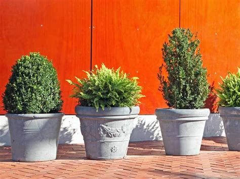 Decorative Shrubs For Pots | Shelly Lighting