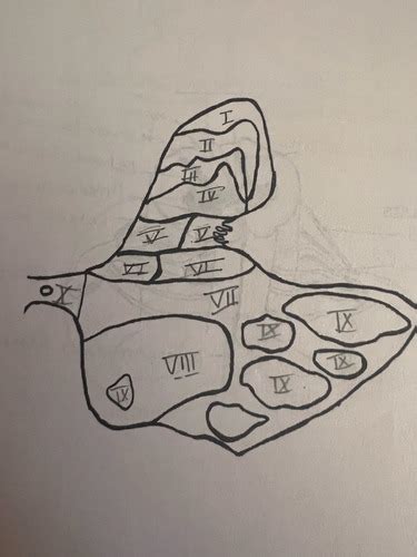 Rexed Laminae Flashcards Quizlet