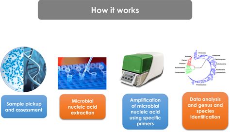 Molecular Microbial Identification Nawah Scientific