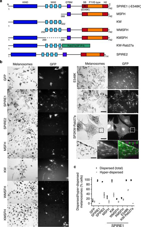 The Fmn Interaction Kind And Af Nucleation Wh Domains Of Spire