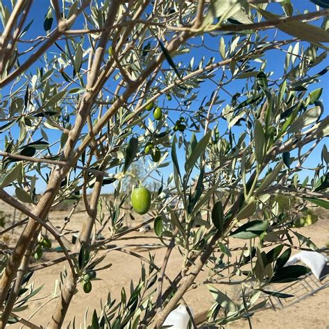 Olive the Olive Fruit Trees. Last week, we noticed actual olives… | by ...