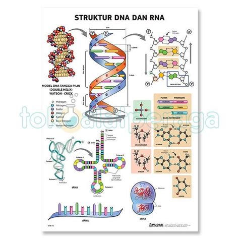 Detail Gambar Struktur Dna Dan Rna Koleksi Nomer