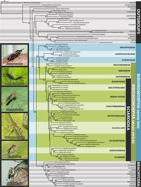 Molecular Phylogeny Of The Megadiverse Insect Infraorder Bibionomorpha