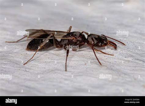 Adult Female Trap Jaw Queen Ant Of The Genus Odontomachus Stock Photo