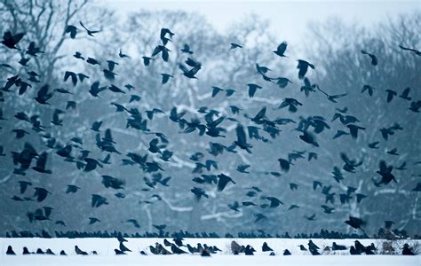No, It’s Not Actually a Murder of Crows | Audubon
