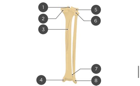 Tibia And Fibula Posterior View Diagram Quizlet