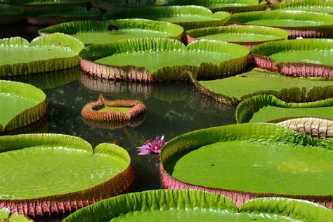 Plantas Aquáticas Tipos Exemplos e Fotos para Saber Quais são Elas