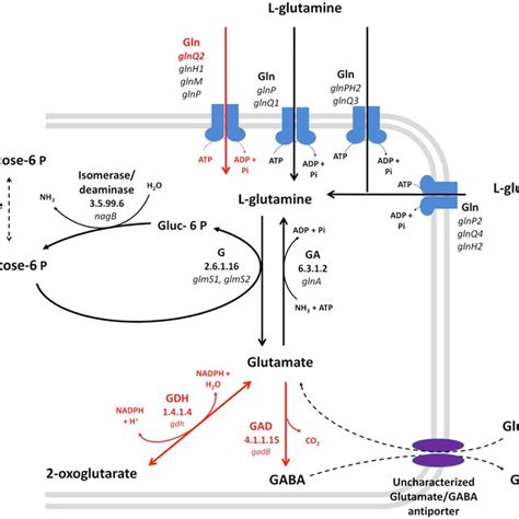 Schematic representation of glutamine uptake system and... | Download ...