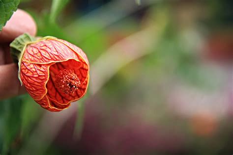 Abutilon Pictum Gillies Ex Hook Walp Cameron Highlands Flickr