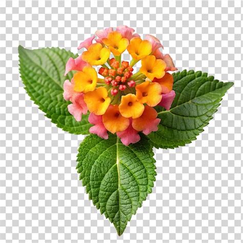 Premium Psd Lantana Camara Flower Isolated On Transparent Background