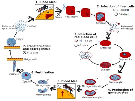 Preventing Malaria A Glimmer Of Hope Science Based Medicine