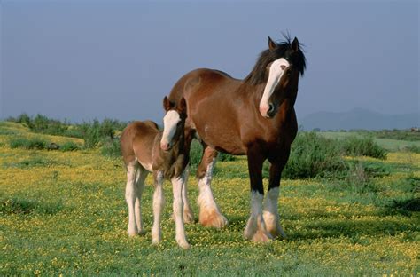 Anheuser Busch Clydesdales Budweiser Clydesdales Budweiser