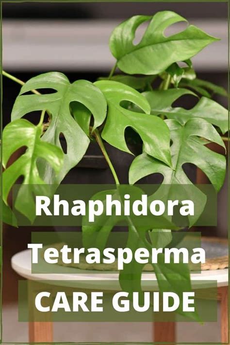 Rhaphidophora Tetrasperma Care Growing Tips Indoor Plant Care Guides