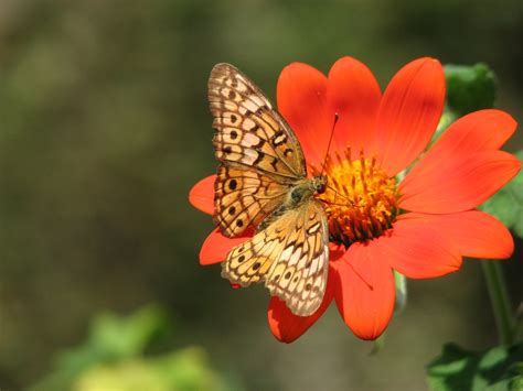 Variegated Fritillary On Tithonia Amy Woodward Flickr