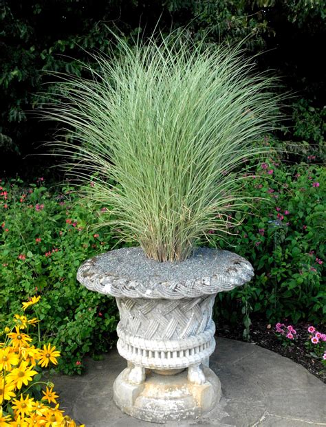 Miscanthus Planter Et Cultiver Ooreka