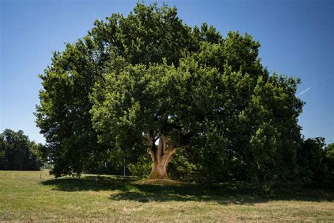 Votez Pour Les Plus Beaux Arbres Français De Lannée 2019 Geo