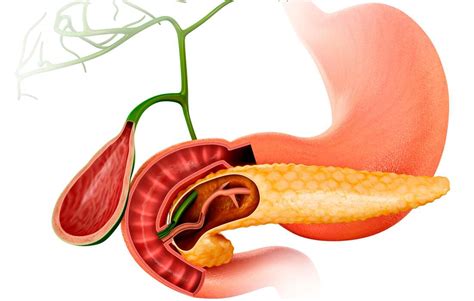 Causes de l Insuffisance Pancréatique Exocrine DDG