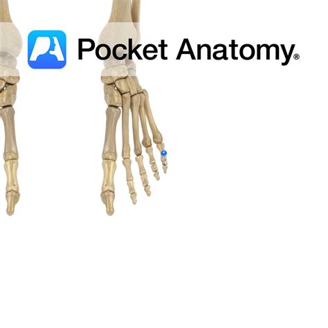 Middle phalanx of foot (5th) - Pocket Anatomy