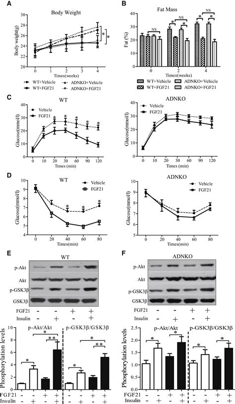 Adiponectin Mediates the Metabolic Effects of FGF21 on Glucose ...