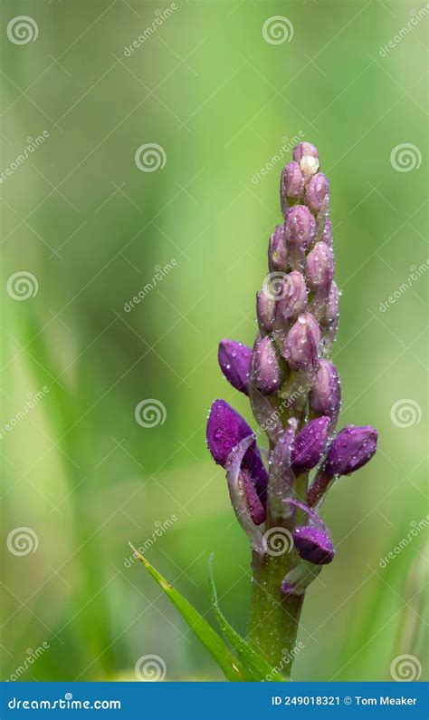 Early Purple Orchid Orchis Mascula Flower Stock Image Image Of