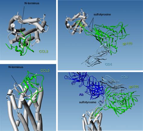 Three Dimensional Views Of Ccr5 Model Together With Ccl3 Crystal