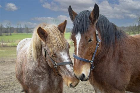 Portrait of Ardennes Horses, Close Up Animals Stock Photo - Image of landscape, green: 271370884