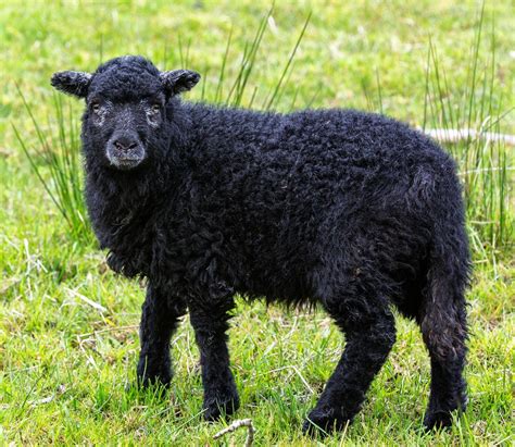 Black Sheep