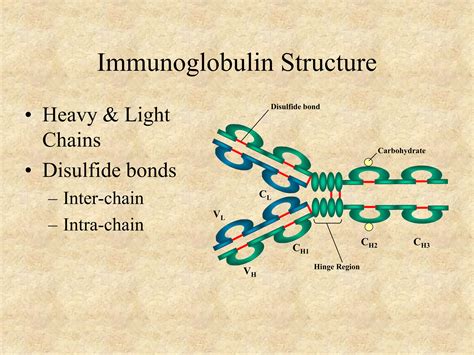 Immunoglobulin- Structure and Function.ppt