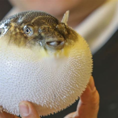 pufferfish | Puffer fish, Fish pet, Fish farmers