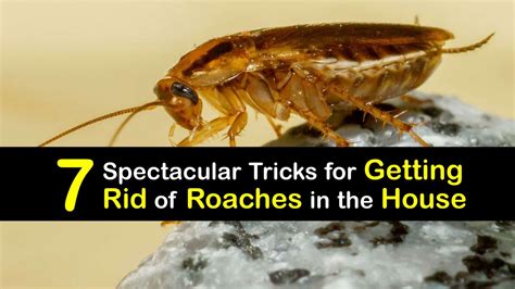 Easy Way To Get Rid Of Roaches In Home At Aidan Charles Blog