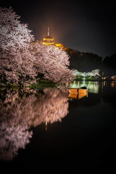 Of Going To See Cherry Blossoms at Night Sankei Garden Stock Photo ...